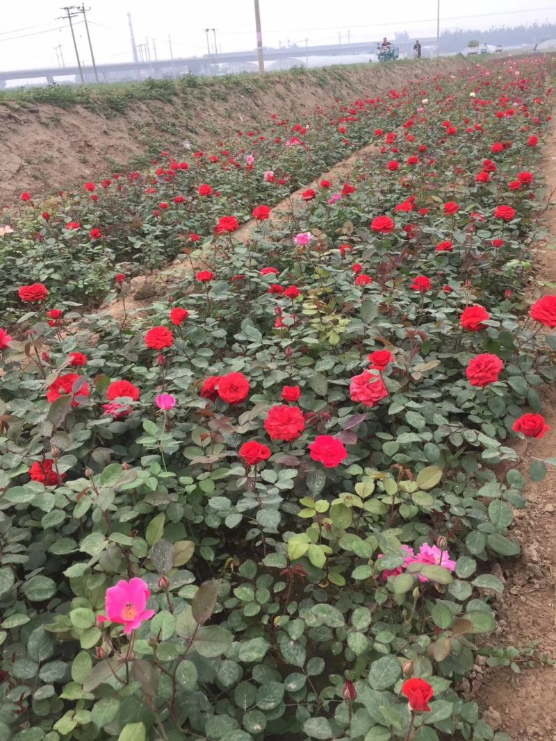 月季花丰华月季品种月季产地可以看货