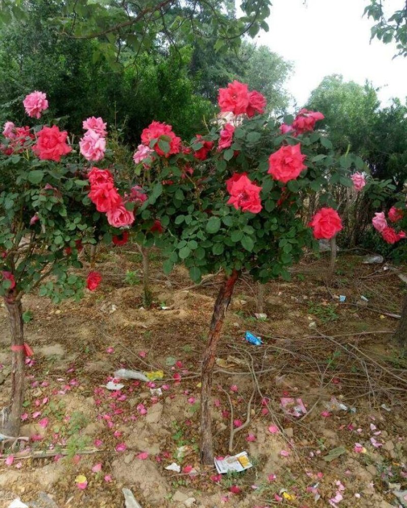 月季花丰华月季品种月季产地可以看货