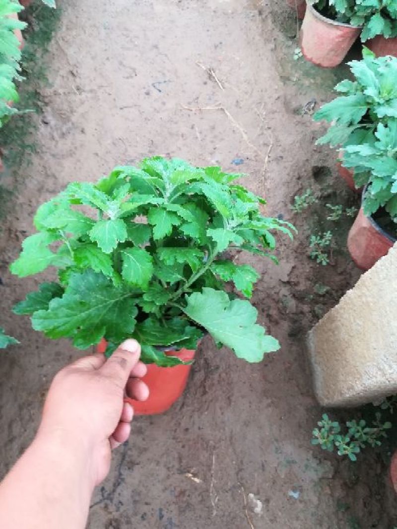 大菊花，千头菊，国庆菊