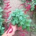 大菊花，千头菊，国庆菊