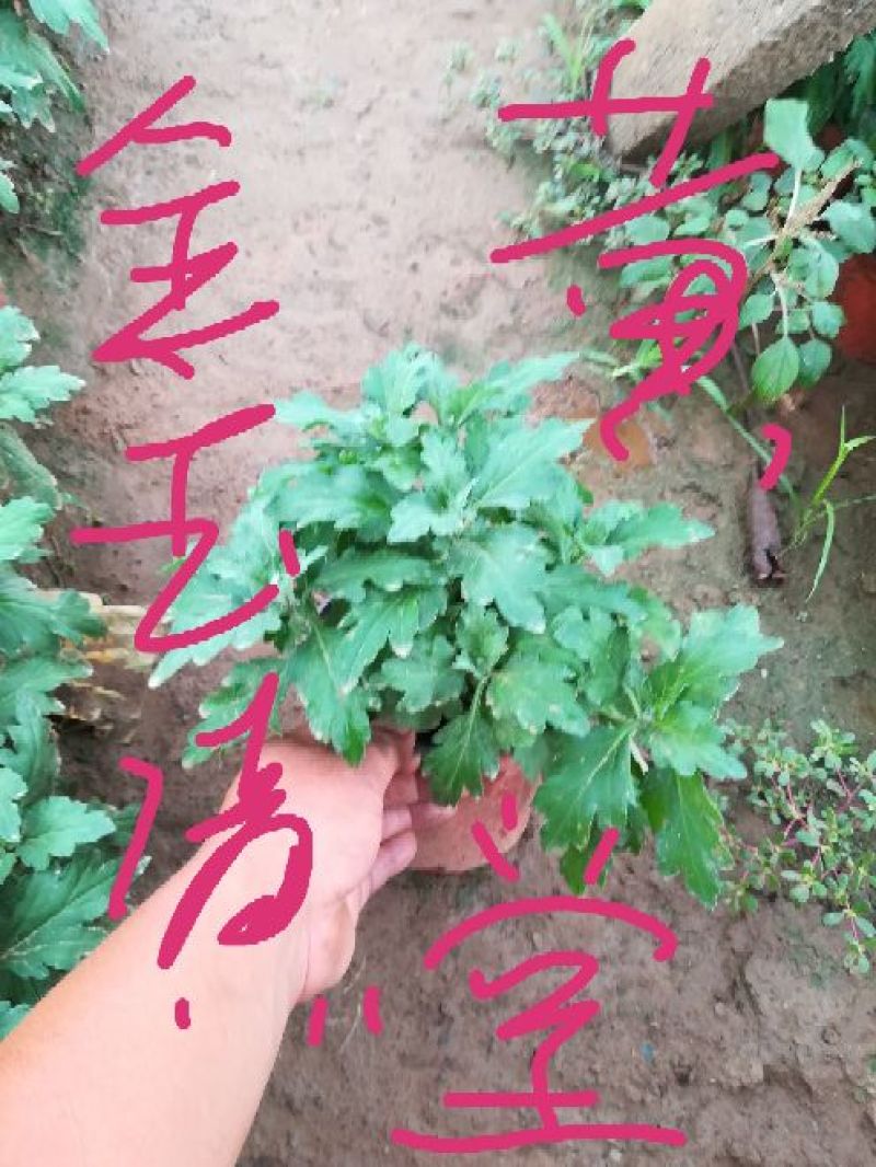 大菊花，千头菊，国庆菊