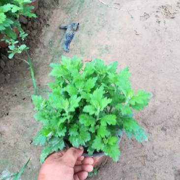 大菊花，千头菊，国庆菊