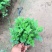 大菊花，千头菊，国庆菊