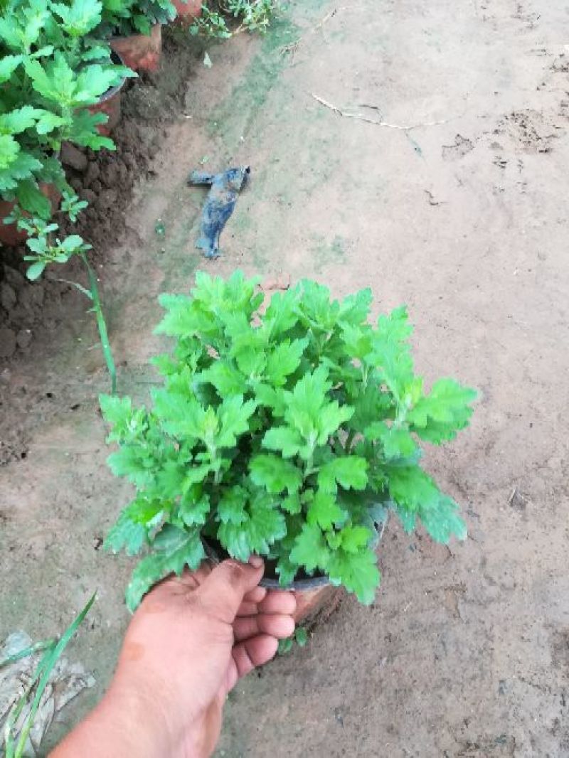 大菊花，千头菊，国庆菊