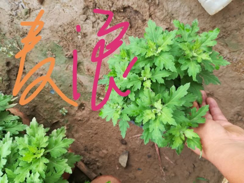 大菊花，千头菊，国庆菊