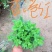 大菊花，千头菊，国庆菊
