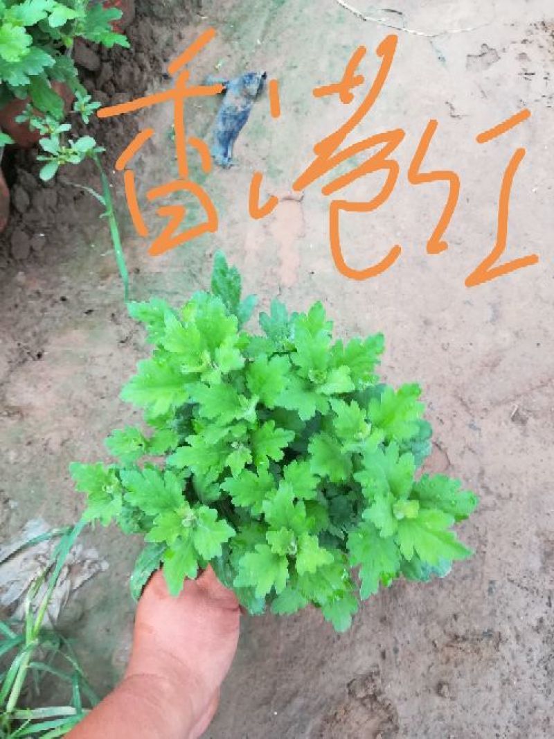 大菊花，千头菊，国庆菊