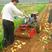 手扶拖拉机带的70公分土豆红薯收获机，地瓜，胡萝卜收获机