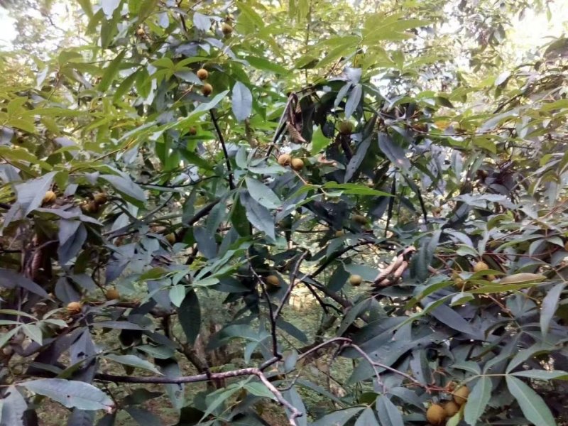 山核桃