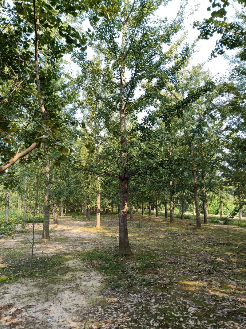 银杏树