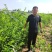 李子苗山东1公分恐龙蛋李子苗价格