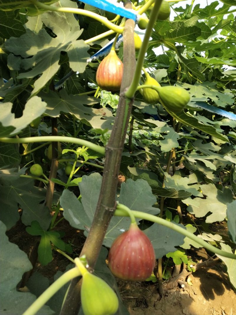 无花果树苗，布兰瑞克，波姬红，青皮，金傲芬无花果树苗。