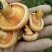 松树菌甘肃甘南藏区野生菌新鲜蘑菇