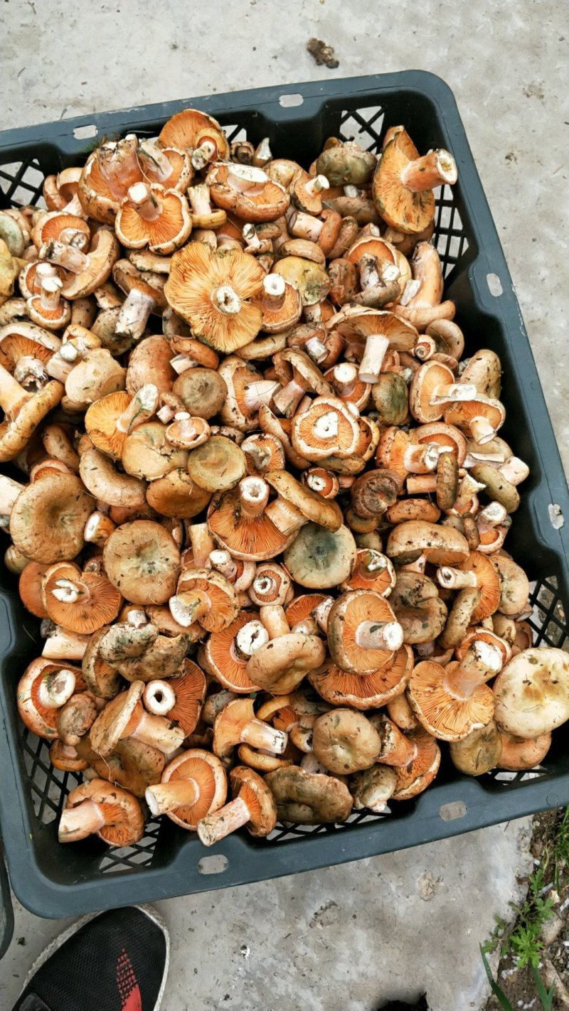松树菌甘肃甘南藏区野生菌新鲜蘑菇