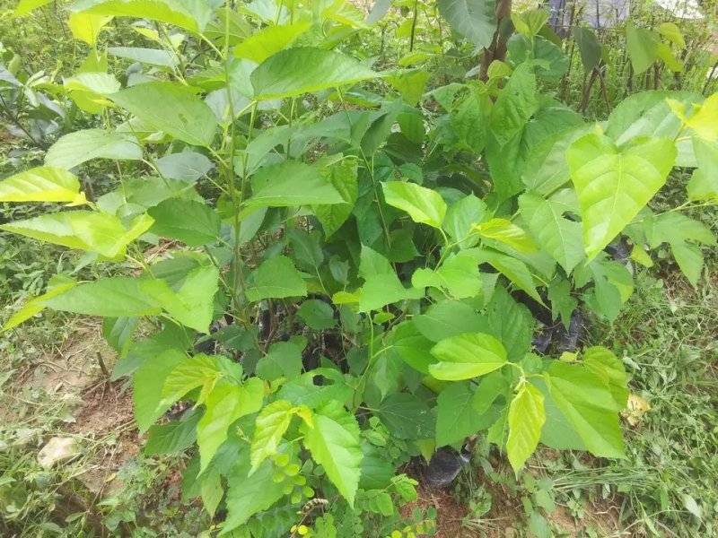 无籽大十桑葚苗嫁接苗当年结果