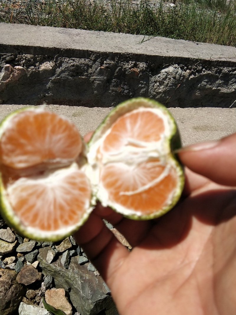 特早
