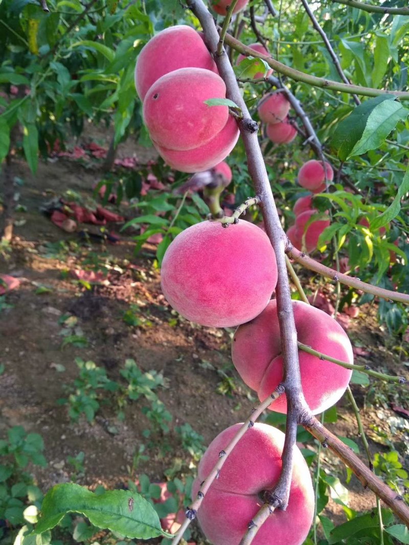 齐鲁巨红桃树苗