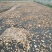 干香菇