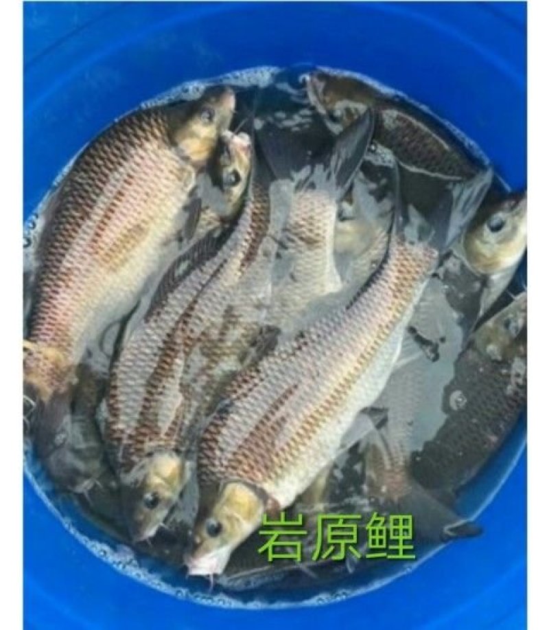 鱼苗，出售各种高中低档鱼苗