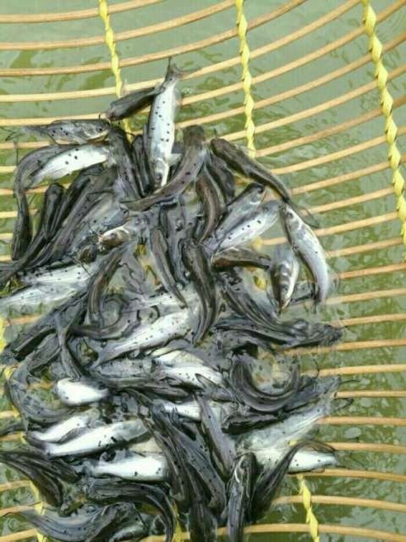 鱼苗，出售各种高中低档鱼苗