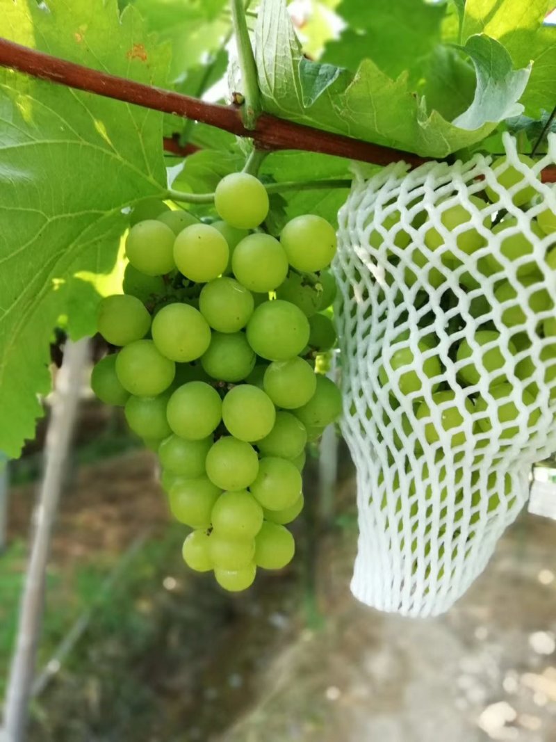 醉金香葡萄苗，无核四号葡萄苗，金华葡萄苗，优质葡萄苗