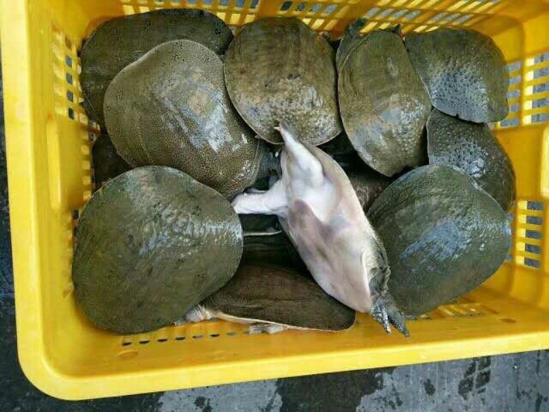 鱼苗，草鱼苗等各种鱼苗