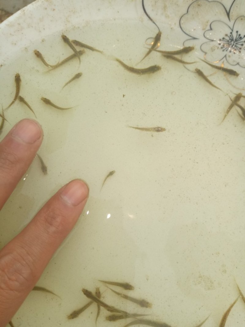 鱼苗，草鱼苗等各种鱼苗