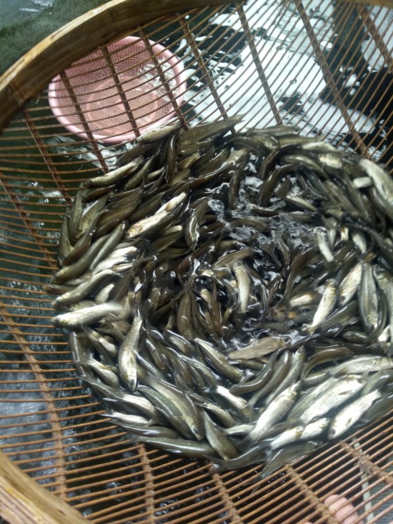 鱼苗，草鱼苗等各种鱼苗