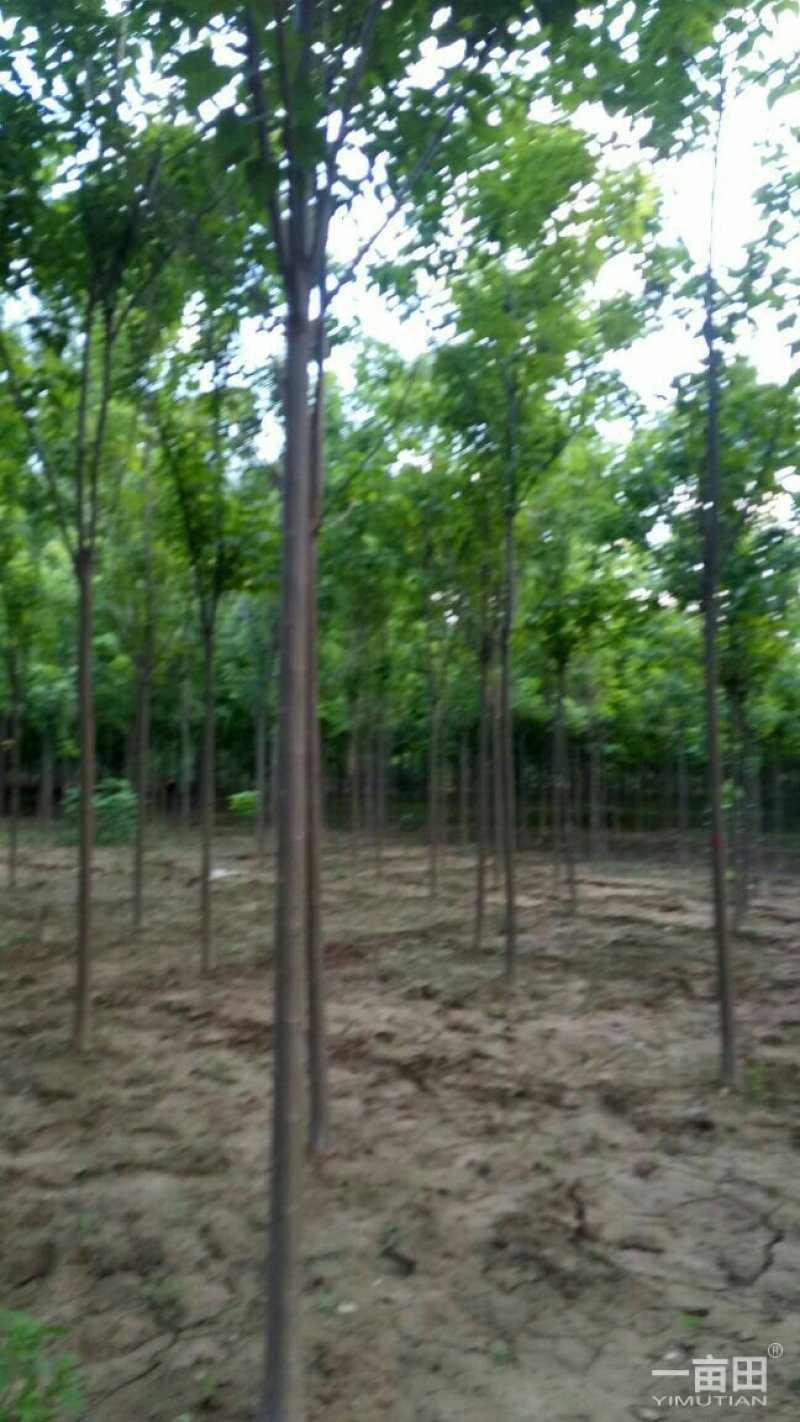 供应1cm至30cm楸树