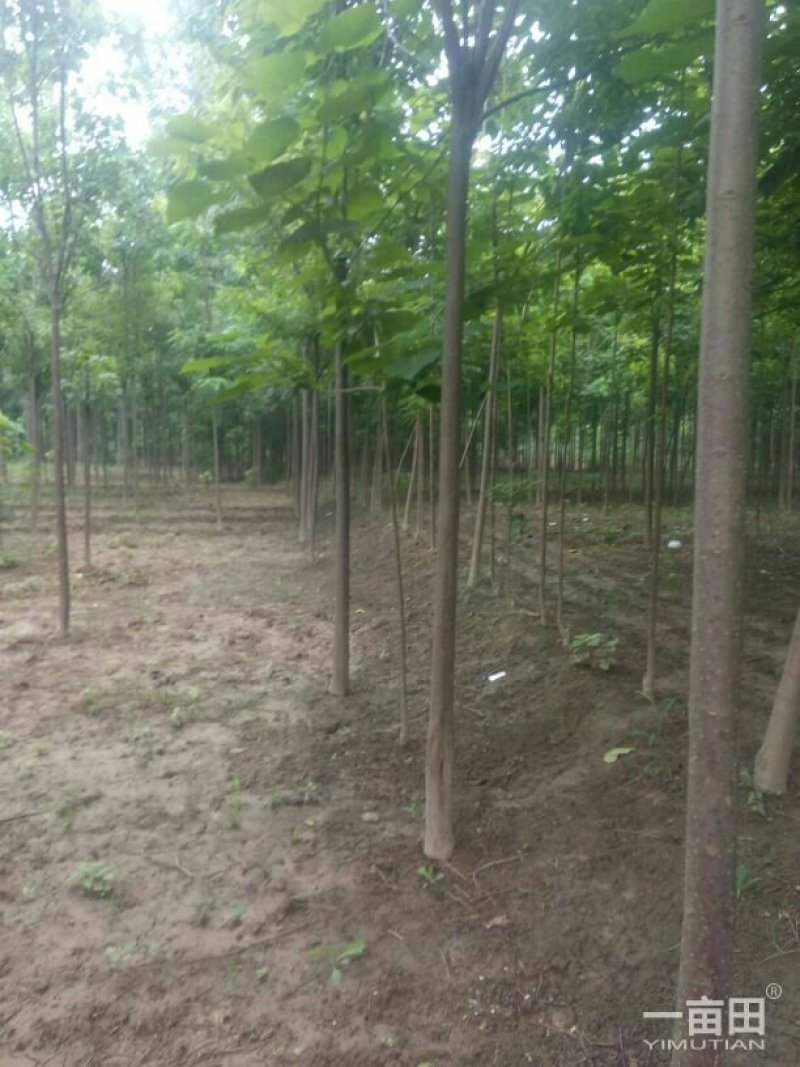 供应1cm至30cm楸树