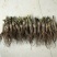观赏牡丹一年嫁接苗菏泽正宗精品观赏牡丹