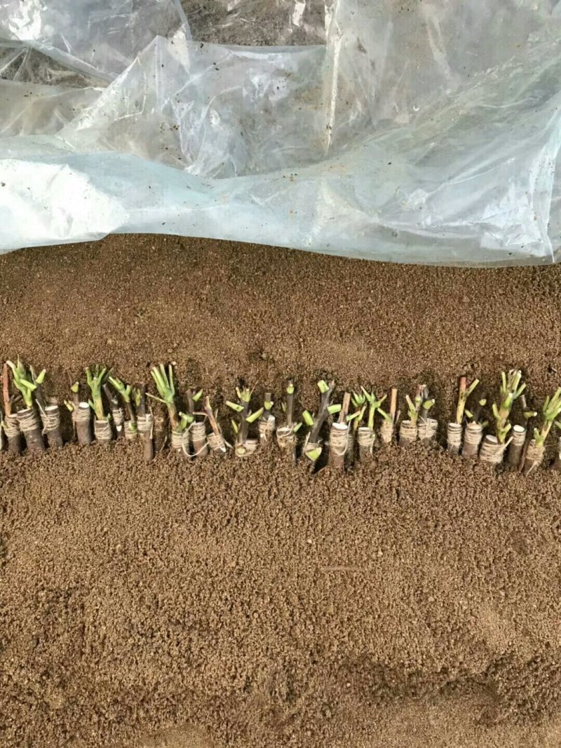 观赏牡丹一年嫁接苗菏泽正宗精品观赏牡丹