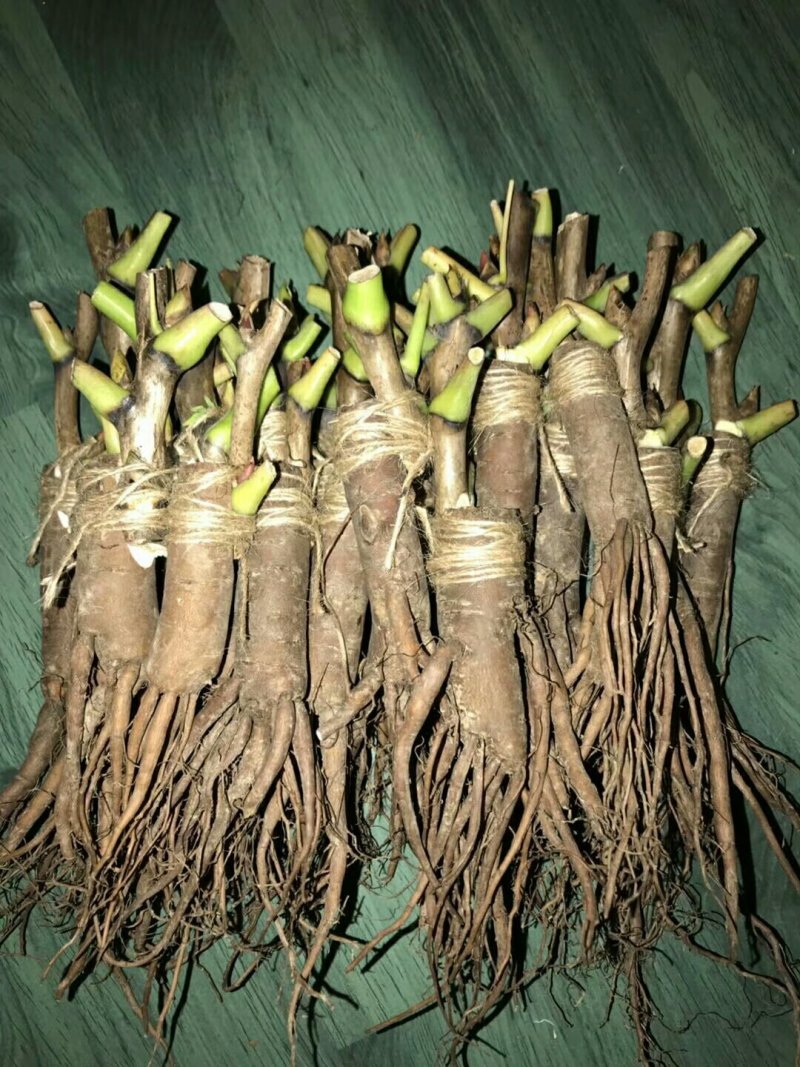 观赏牡丹一年嫁接苗菏泽正宗精品观赏牡丹