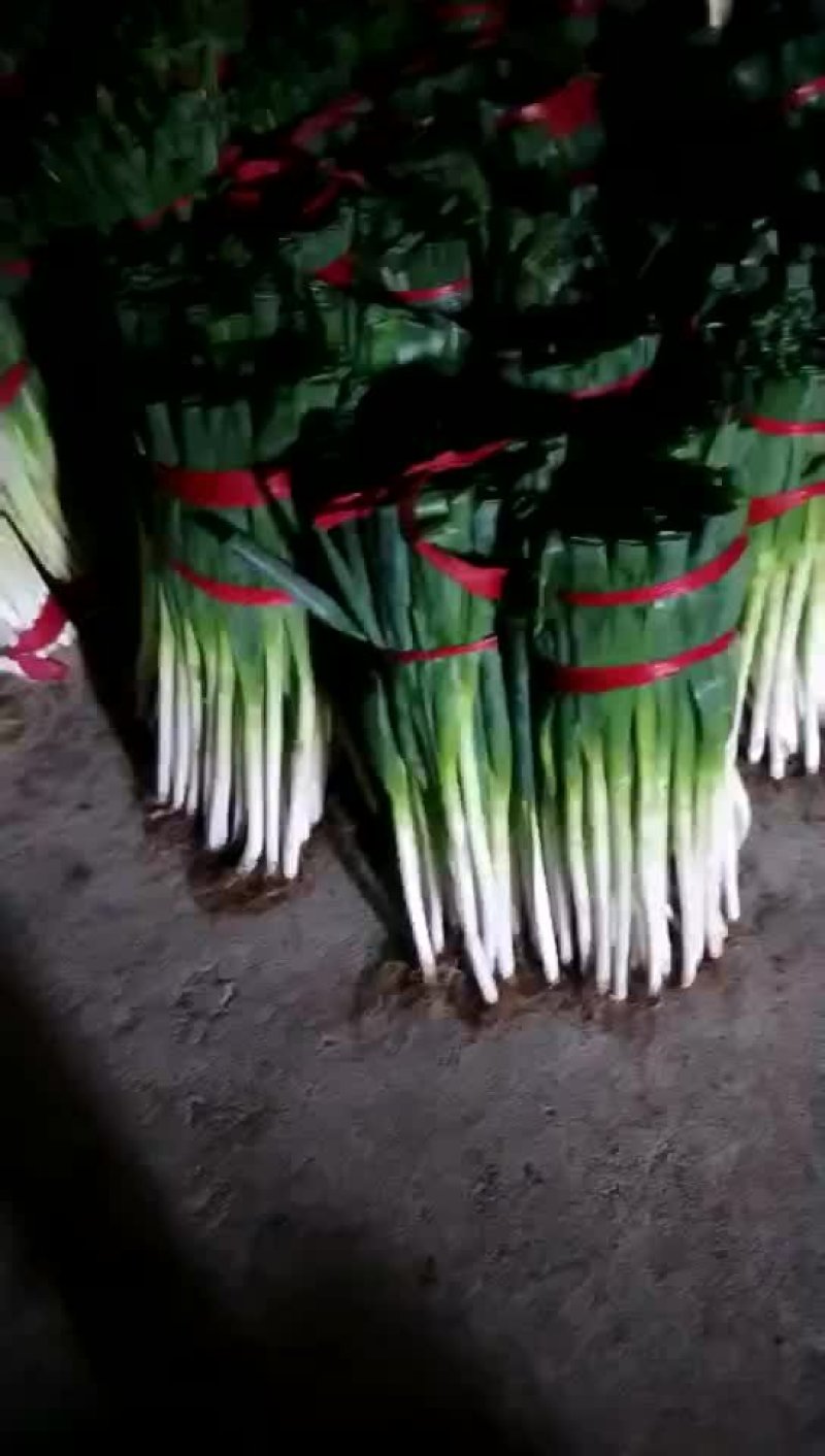 大葱青海长白大葱条形漂亮质量好对接大型商超