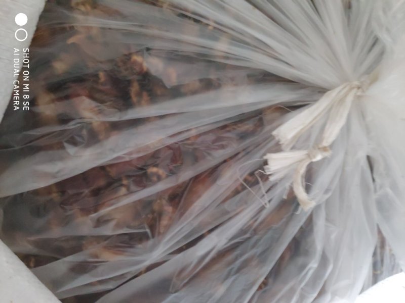 蟑螂（常年供应，大量有货，各种规格供应）