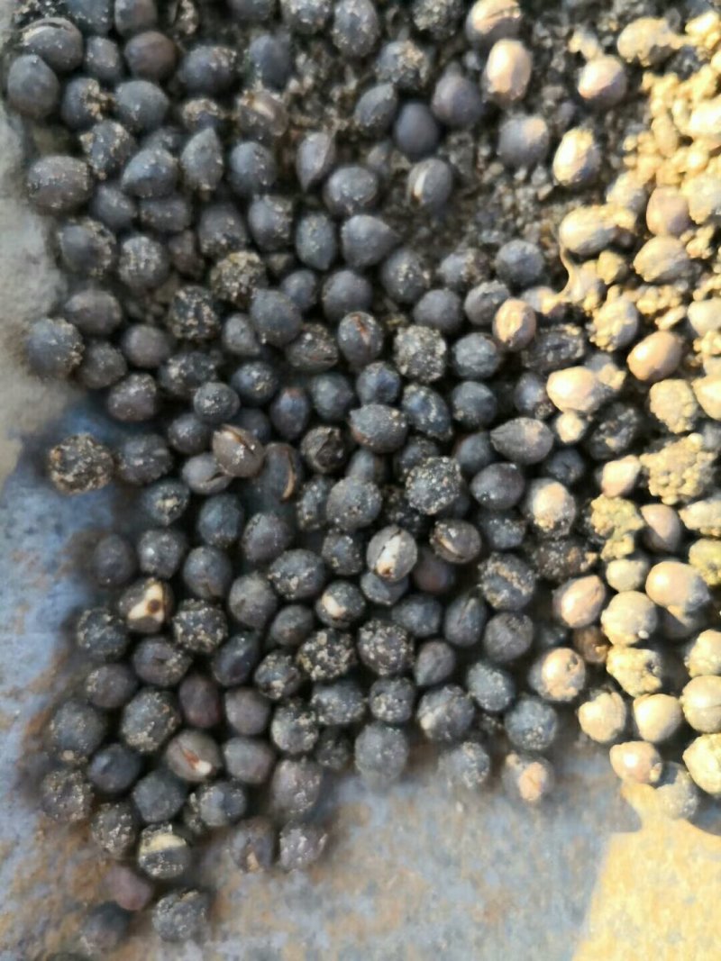 大量出售东北红豆杉种子《明年出苗》