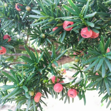 大量出售东北红豆杉种子《明年出苗》