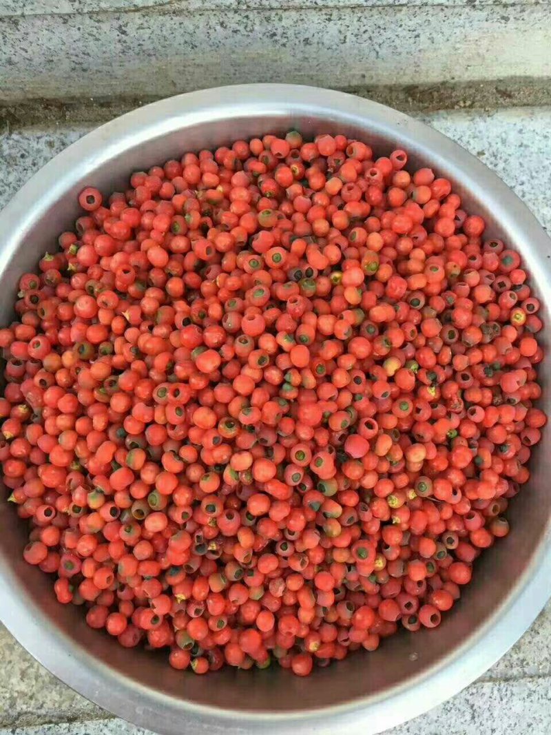大量出售东北红豆杉种子《明年出苗》