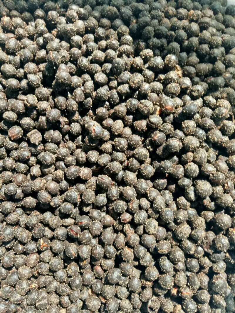 大量出售东北红豆杉种子《明年出苗》