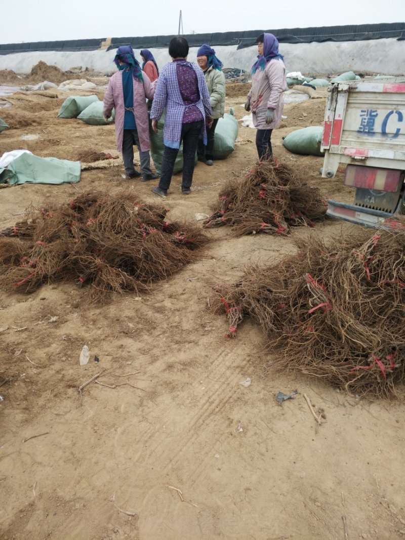 《巨峰葡萄苗》昌黎葡萄苗/基地直供/保证纯度/可签合同