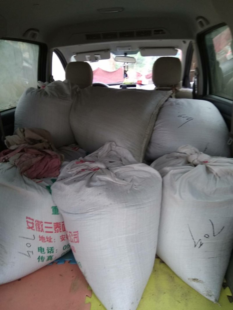 土元卵块幼苗（免费传授技术，包回收干品，成品）
