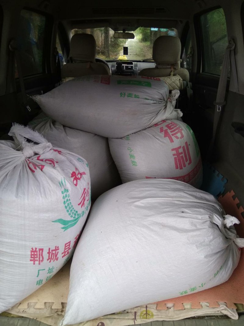土元卵块幼苗（免费传授技术，包回收干品，成品）