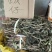 野生白饭仔