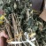 野生白饭仔