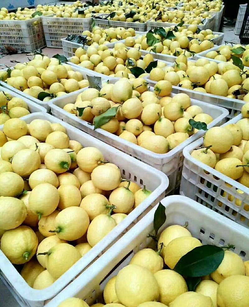 尤力克柠檬