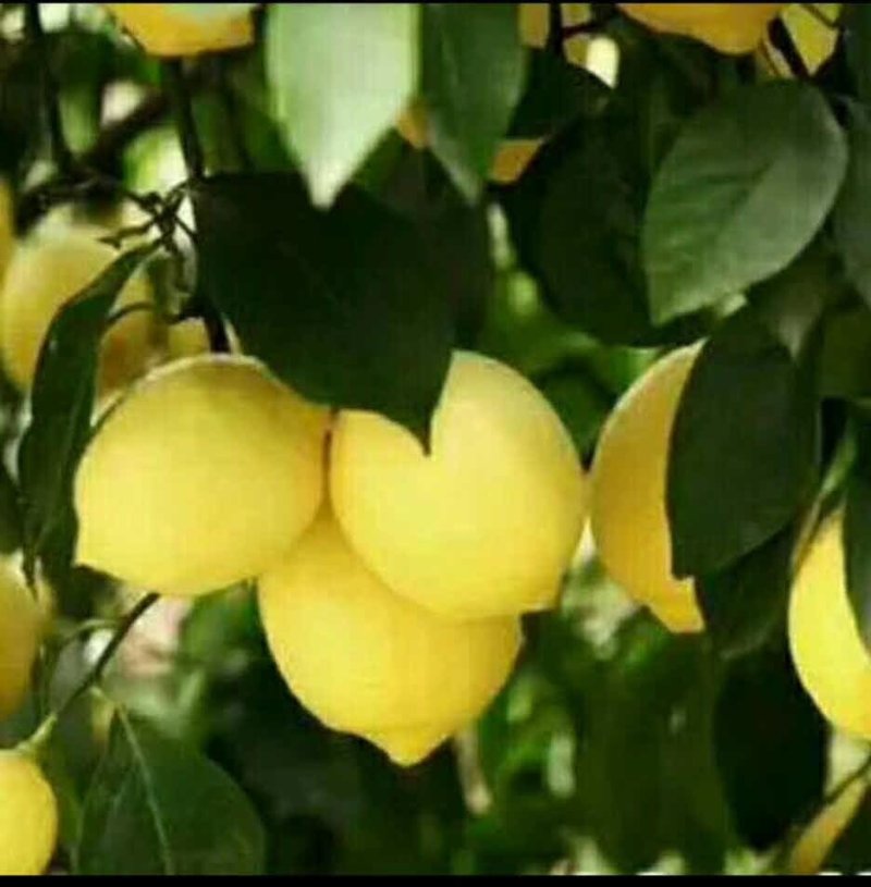 尤力克柠檬