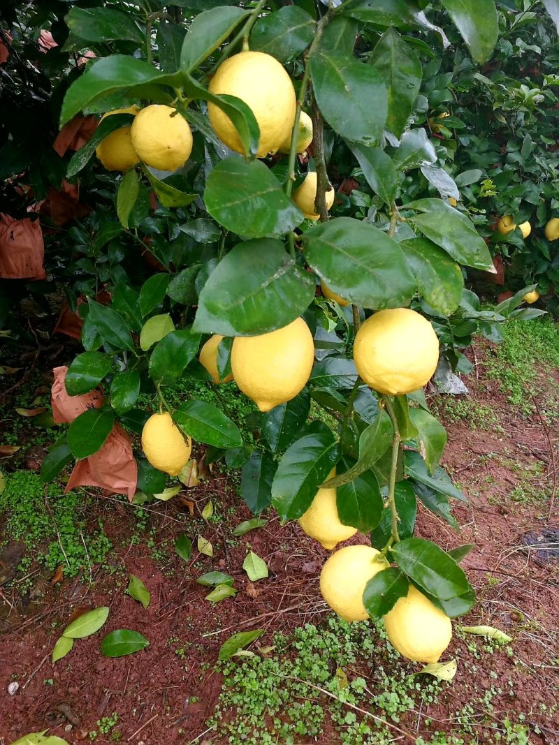 尤力克柠檬