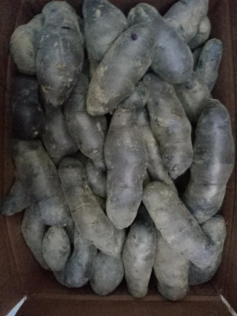 种植基地发货，新鲜直达，二两以上的黑土豆