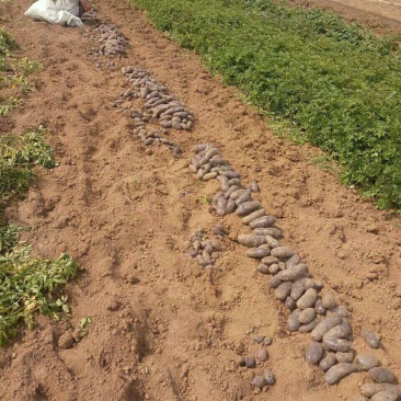 种植基地发货,新鲜直达,二两以上的黑土豆