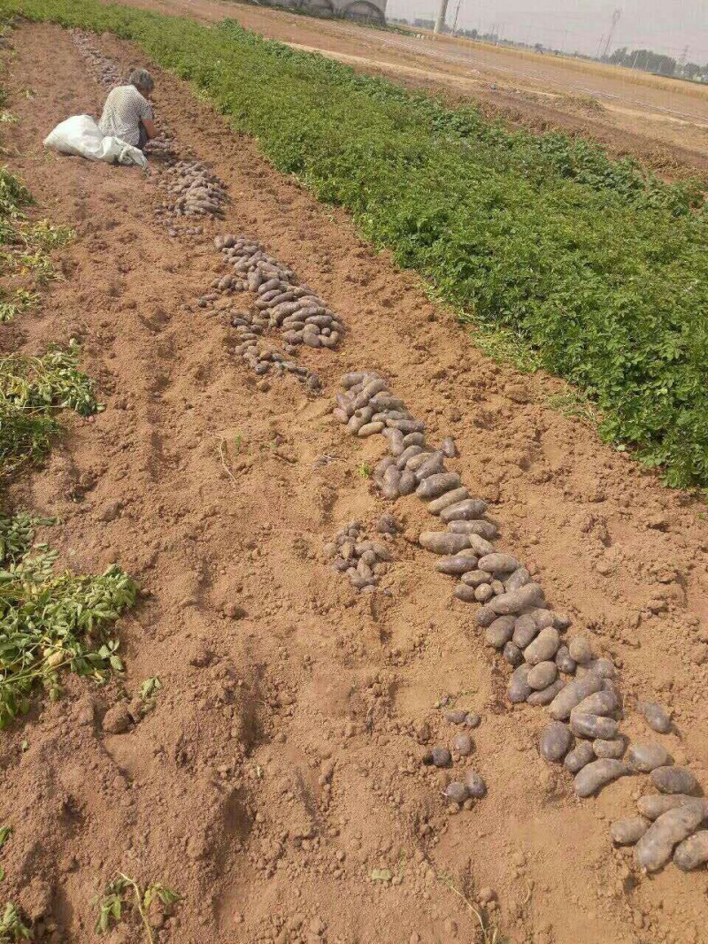 种植基地发货，新鲜直达，二两以上的黑土豆